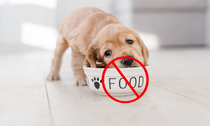 Foods that Are Bad for Dogs