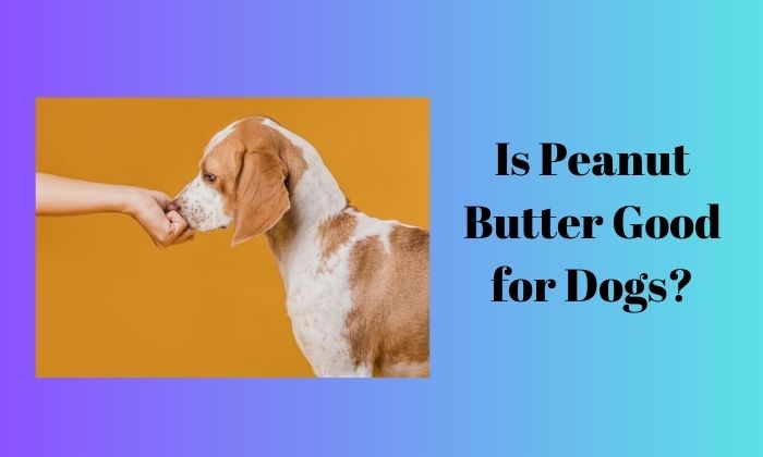peanut butter for dog