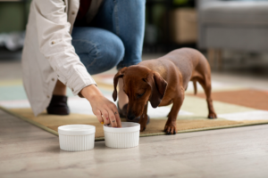 How to Choose Best Dog Food